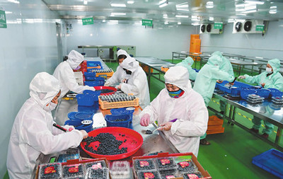 玉溪市人民政府推動貨物進出口高質(zhì)量發(fā)展路徑探析